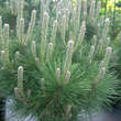 Pinus thunbergii 'Sayonara': Bild 1/1