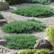 Juniperus horizontalis 'Blue Chip': Bild 1/4