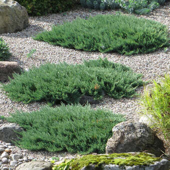 Blauer Kriechwacholder - Juniperus horizontalis 'Blue Chip' - grau/silbrig