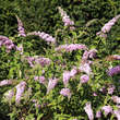 Buddleja davidii 'Pink Delight': Bild 2/2