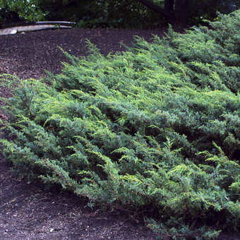 Juniperus communis 'Hornibrookii'