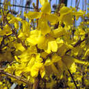 Forsythia intermedia 'Weekend' - Goldglöckchen