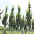 Carpinus betulus 'Lucas': Bild 3/5