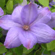 Clematis 'Mrs. Cholmondeley': Bild 1/5