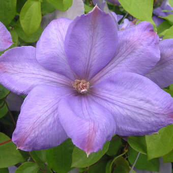 Clematis 'Mrs. Cholmondeley'
