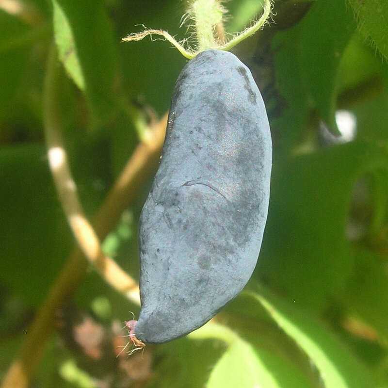 Lenzbeere, Blaue Heckenkirsche - Lonicera caerulea kamtschatica 'Altaj'
