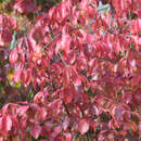 Parrotia persica 'Vanessa' - Eisenholzbaum