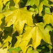 Acer cappadocicum 'Aureum': Bild 1/3