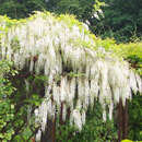 Wisteria floribunda 'Shiro-noda' ('Longissima Alba') - Blauregen