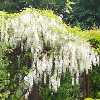 Wisteria floribunda 'Shiro-noda' ('Longissima Alba')