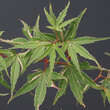 Acer palmatum 'Kagiri-nishiki': Bild 2/4
