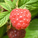 Rubus idaeus 'Autumn First' - Himbeere
