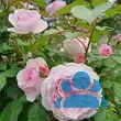 Rose 'Olivia Rose Austin' - von eva_6669: Bild 15/17