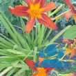 Hemerocallis 'Autumn Red' - von 2430591939_2790: Bild 3/3