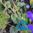 Heuchera 'Green Spice' - von 1658736185_1348: Bild 4/4