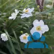 Anemone 'Honorine Jobert' - von 1658736185_1348: Bild 11/11