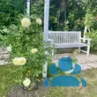 Rose 'The Pilgrim' - von 2523230192_833: Bild 14/16