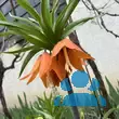 Fritillaria imperialis 'Aurora' - von 3444341238_1165: Bild 6/6