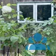 Rose 'Winchester Cathedral' - von 2523230192_833: Bild 20/21