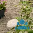 Rose 'Winchester Cathedral' - von 2523230192_833: Bild 19/21
