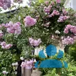 Rose 'Jasmina' - von 2523230192_833: Bild 18/20