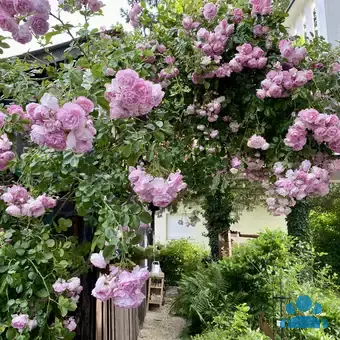 Moderne Kletterrose - Rose 'Jasmina' - rosa