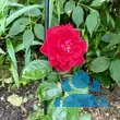Rose 'Graf Lennart' ('Marcel Pagnol') - von 2523230192_833: Bild 4/4