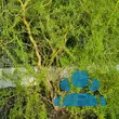 Salix 'Erythroflexuosa' - von 1939732250_5158: Bild 8/8