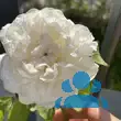 Rose 'Winchester Cathedral' - von eva_2479: Bild 17/21