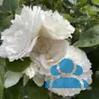 Rose 'Winchester Cathedral' - von eva_2479: Bild 16/21