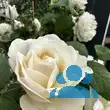 Rose 'Winchester Cathedral' - von eva_2479: Bild 15/21