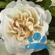 Rose 'Winchester Cathedral' - von eva_2479: Bild 14/21
