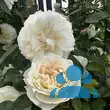 Rose 'Winchester Cathedral' - von eva_2479: Bild 13/21