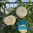 Rose 'Winchester Cathedral' - von eva_2479: Bild 12/21