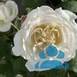 Rose 'Winchester Cathedral' - von eva_2479: Bild 11/21