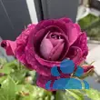 Rose 'Burgundy Iceberg' - von eva_2479: Bild 11/14