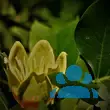 Liriodendron tulipifera - von joana_6701: Bild 12/12