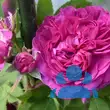 Rose 'Reines de Violettes' - von maria_561: Bild 4/4