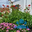 Geum chiloense 'Mrs. Bradshaw' - von erik_7101: Bild 3/3