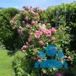 Rose 'Leonardo da Vinci' - von 3376367951_4987: Bild 11/11