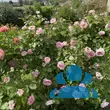 Rose 'Olivia Rose Austin' - von ruth_3013: Bild 14/17