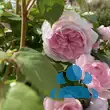 Rose 'Olivia Rose Austin' - von ruth_3013: Bild 13/17