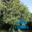 Rhamnus cathartica - von karin_4826: Bild 2/2