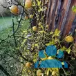 Poncirus trifoliata - von robert_3058: Bild 11/13
