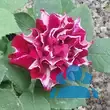 Rose 'Havlickova Narodni' - von sandra_6911: Bild 8/8
