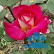 Rose 'Bolchoi' - von sandra_6911: Bild 6/7
