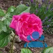 Rose 'Romina' - von sandra_6911: Bild 4/4