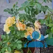 Rose 'Maigold' - von sandra_6911: Bild 7/8