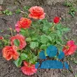 Rose 'Easy Does It' - von sandra_6911: Bild 12/12