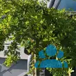 Caragana arborescens 'Pendula' - von andrea_6373: Bild 6/6